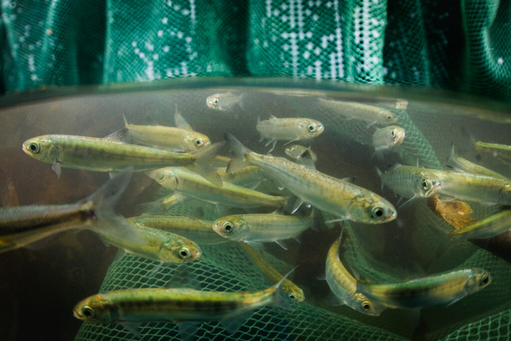 B.C. salmon farm Tavish Campbell