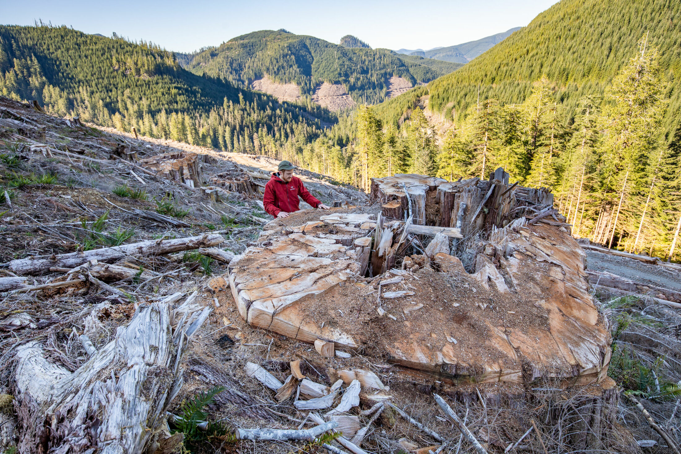 man beside stump in clearcut