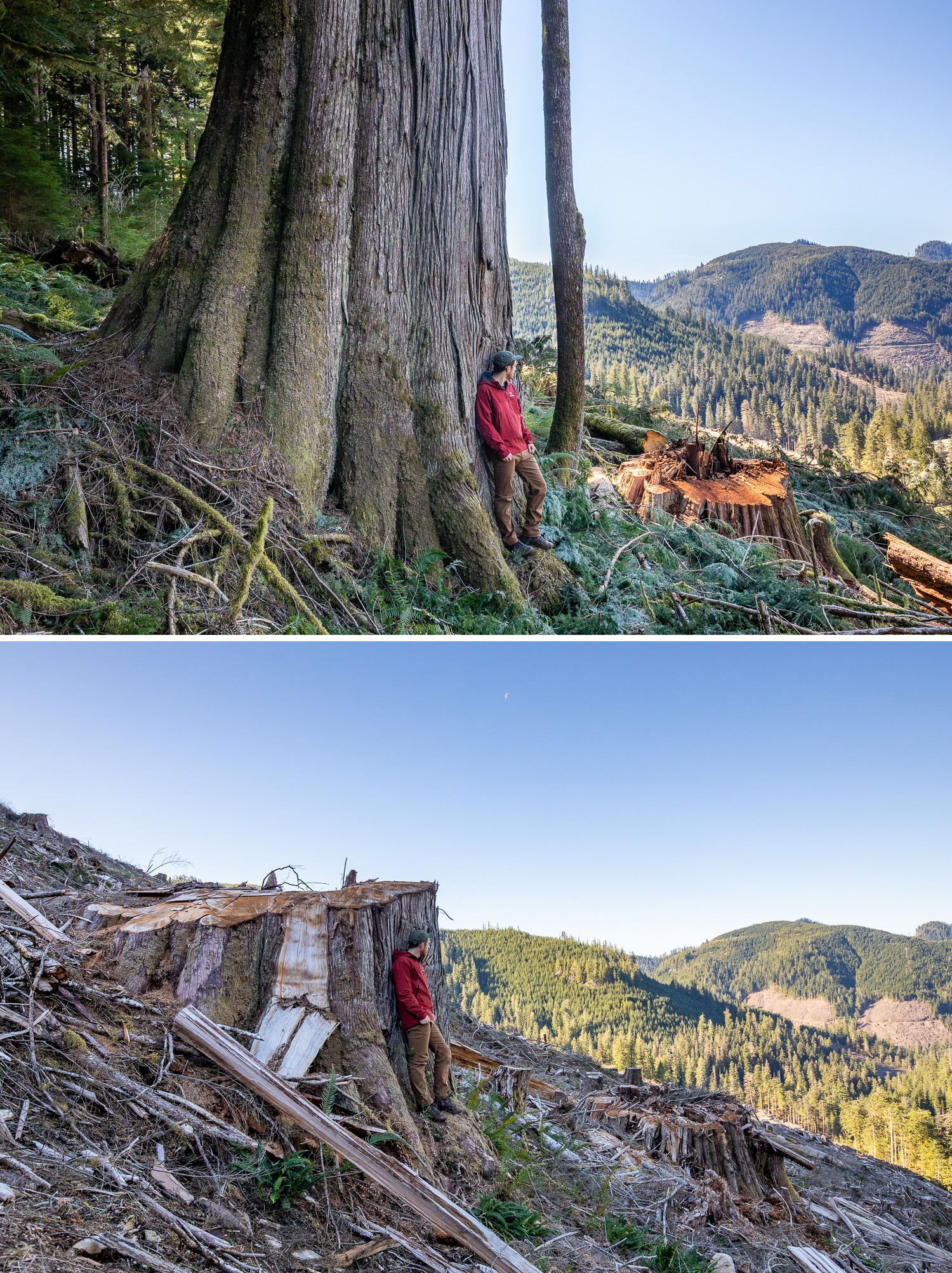 side by side comparisons of man standing by a large tree before and after it was cut down