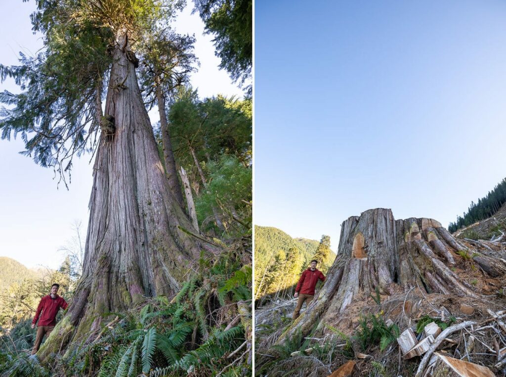 Photos reveal scope of old-growth forest logging in B.C. | The Narwhal