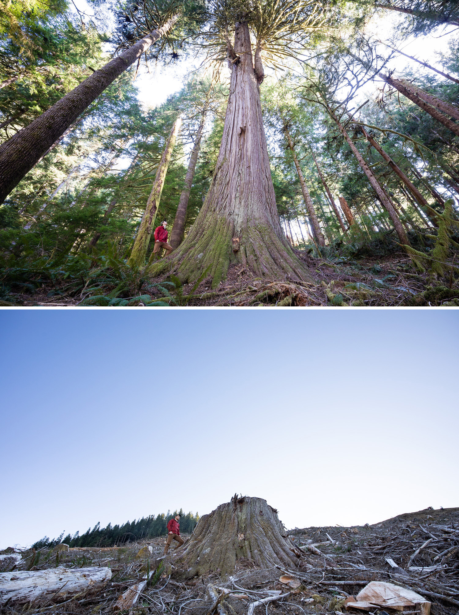 side by side comparisons of man standing by a large tree before and after it was cut down