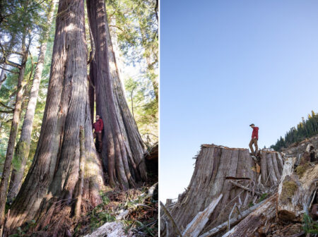side by side comparisons of man standing by a large tree before and after it was cut down