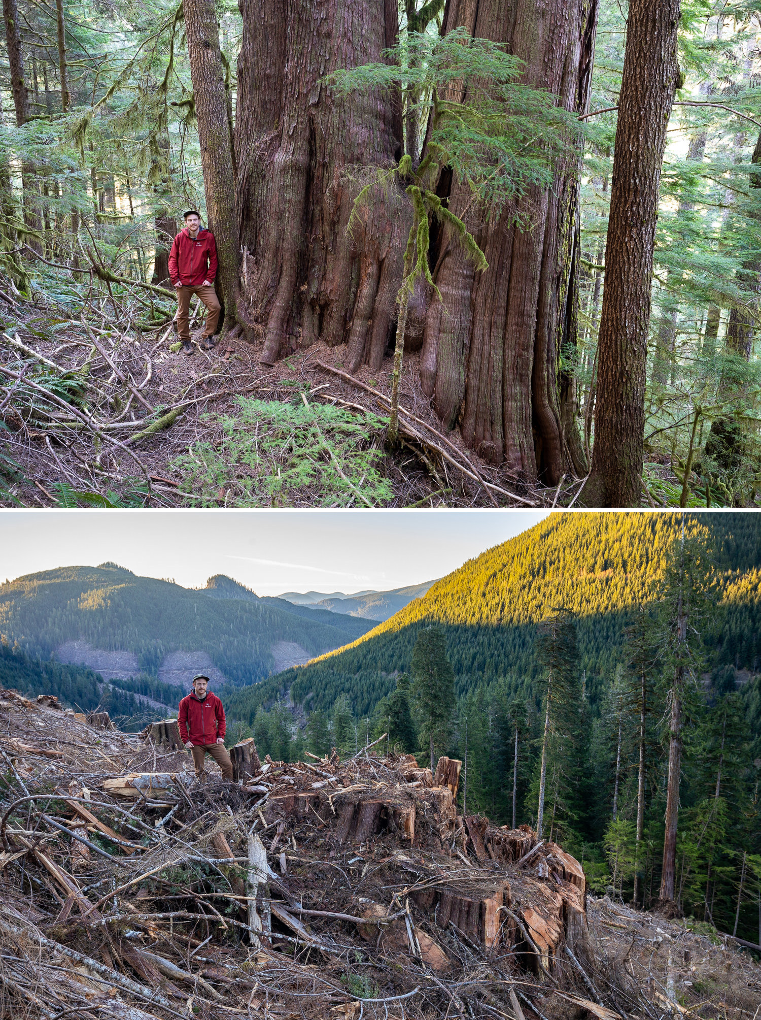 side by side comparisons of man standing by a large tree before and after it was cut down