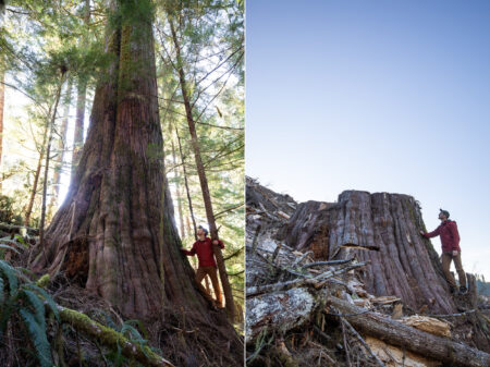 before and after photos of clear cut logging in BC
