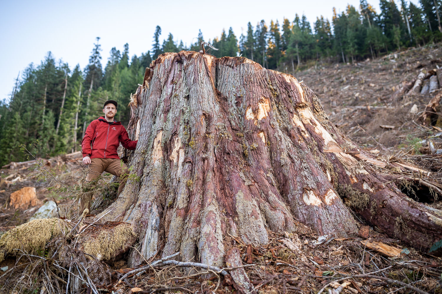 man standing next to trunk of giant ancient cedar after it was felled