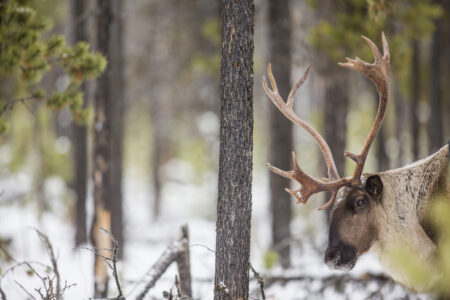 caribou in forest