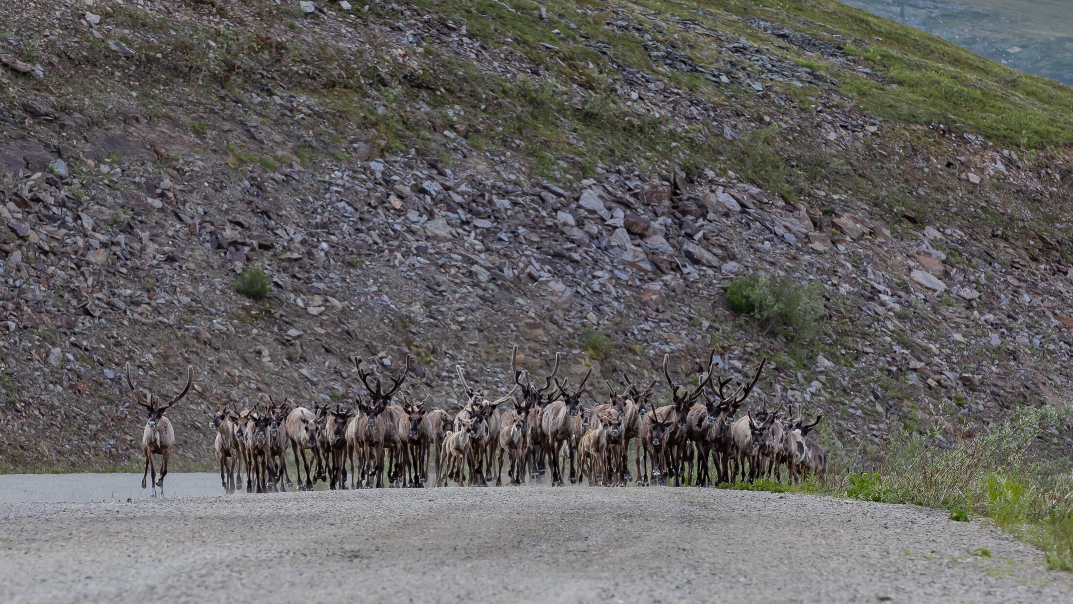 Fortymile Caribou Herd Yukon