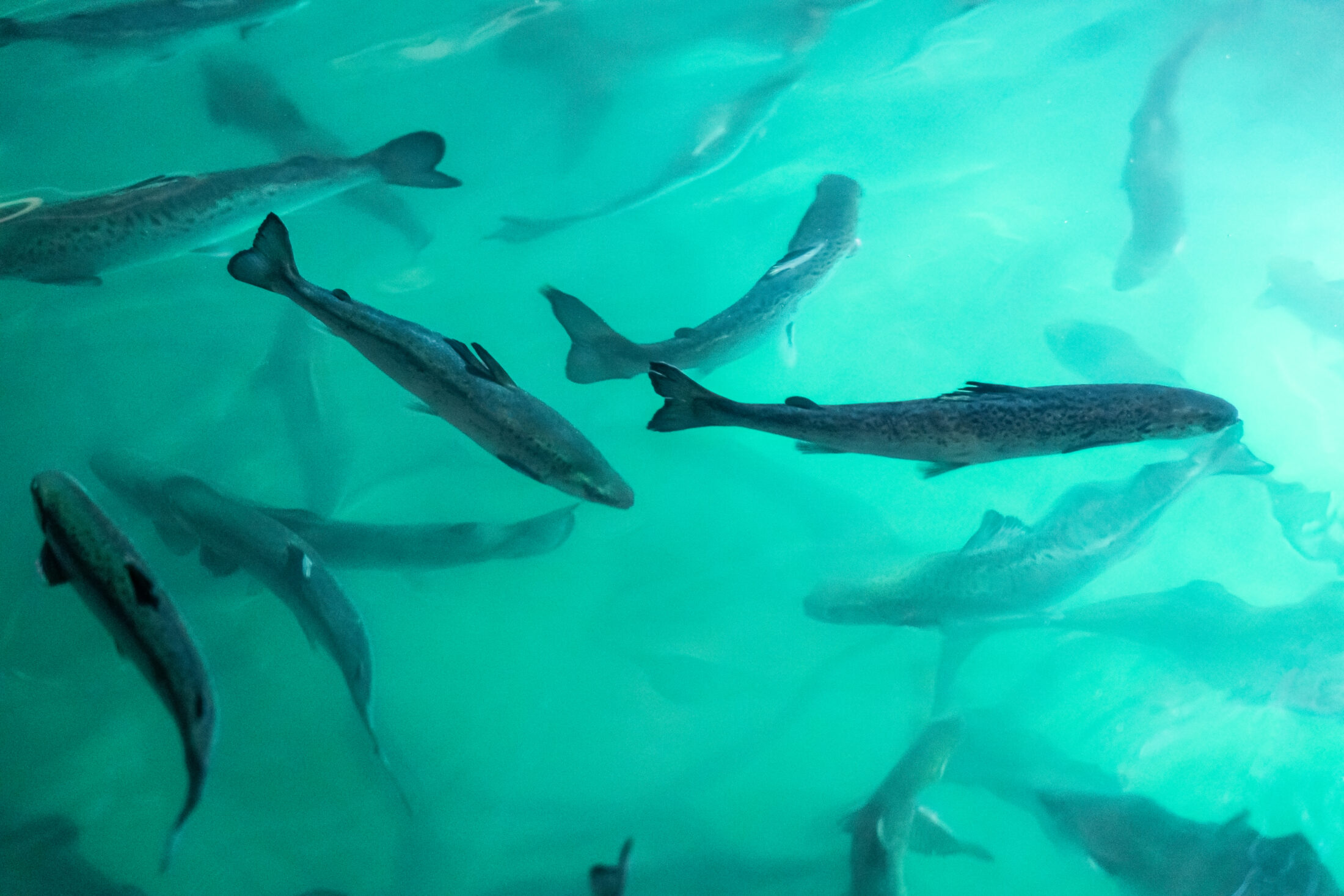 salmon swimming in Bluefish tank