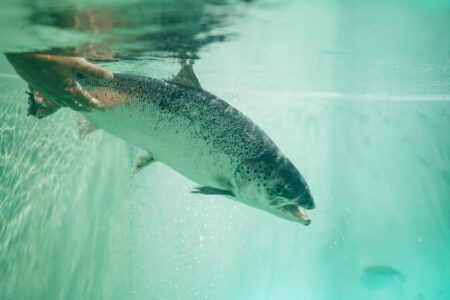 hand in a tank with a bluehouse salmon