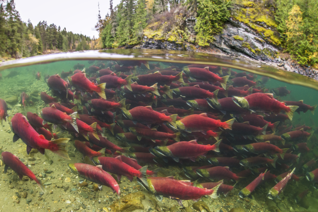 Wild sockeye salmon BC Tavish Campbell