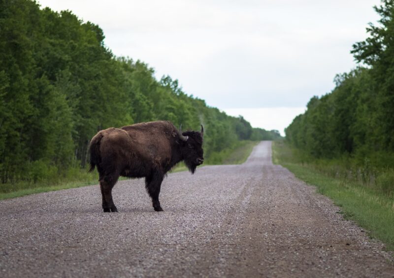 bison standing alone on a dirt road