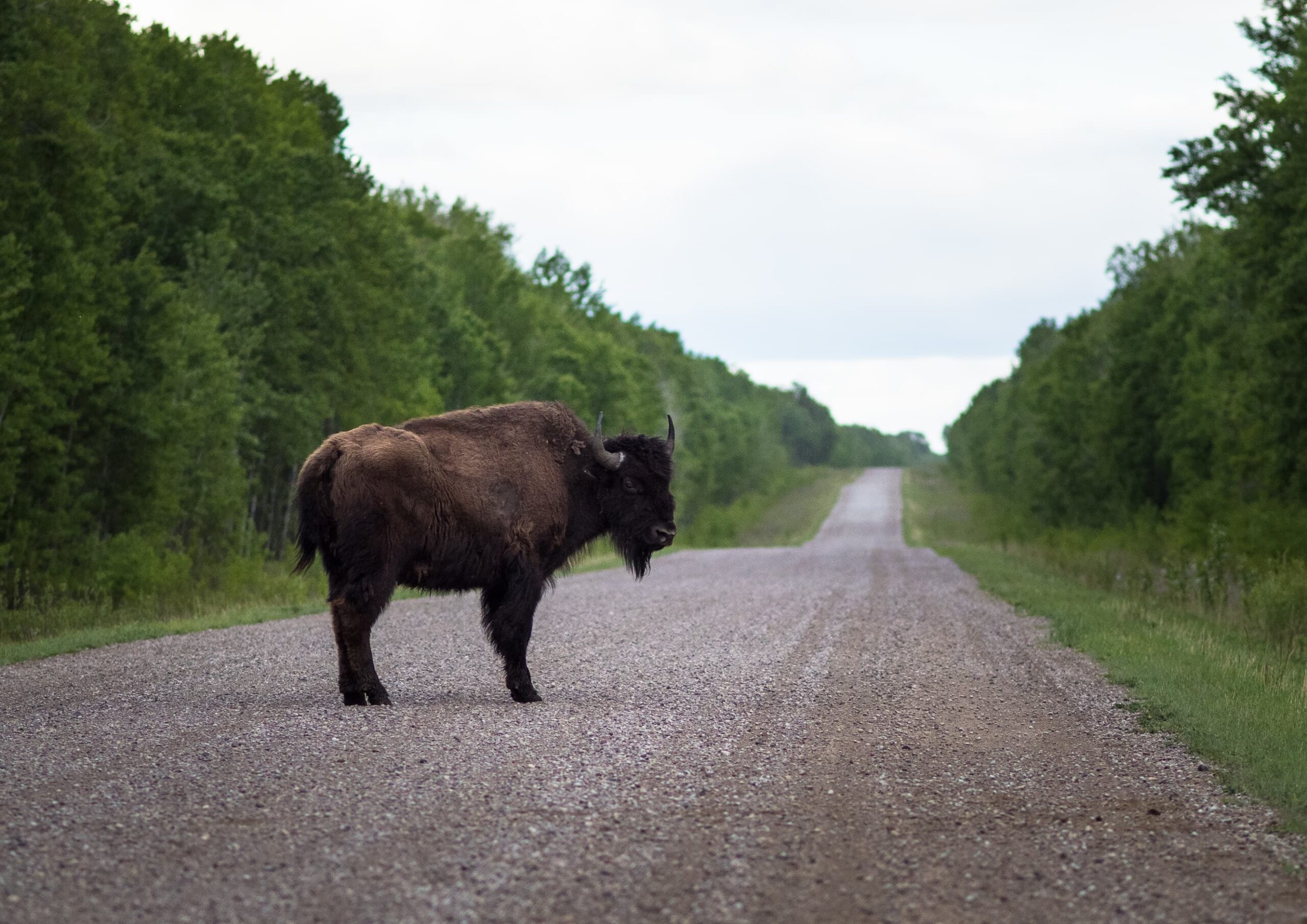 Canada preserve Wood Buffalo National Park's UNESCO status?