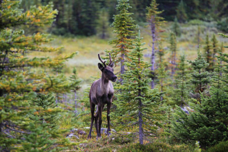 caribou in forest of Banff National Park