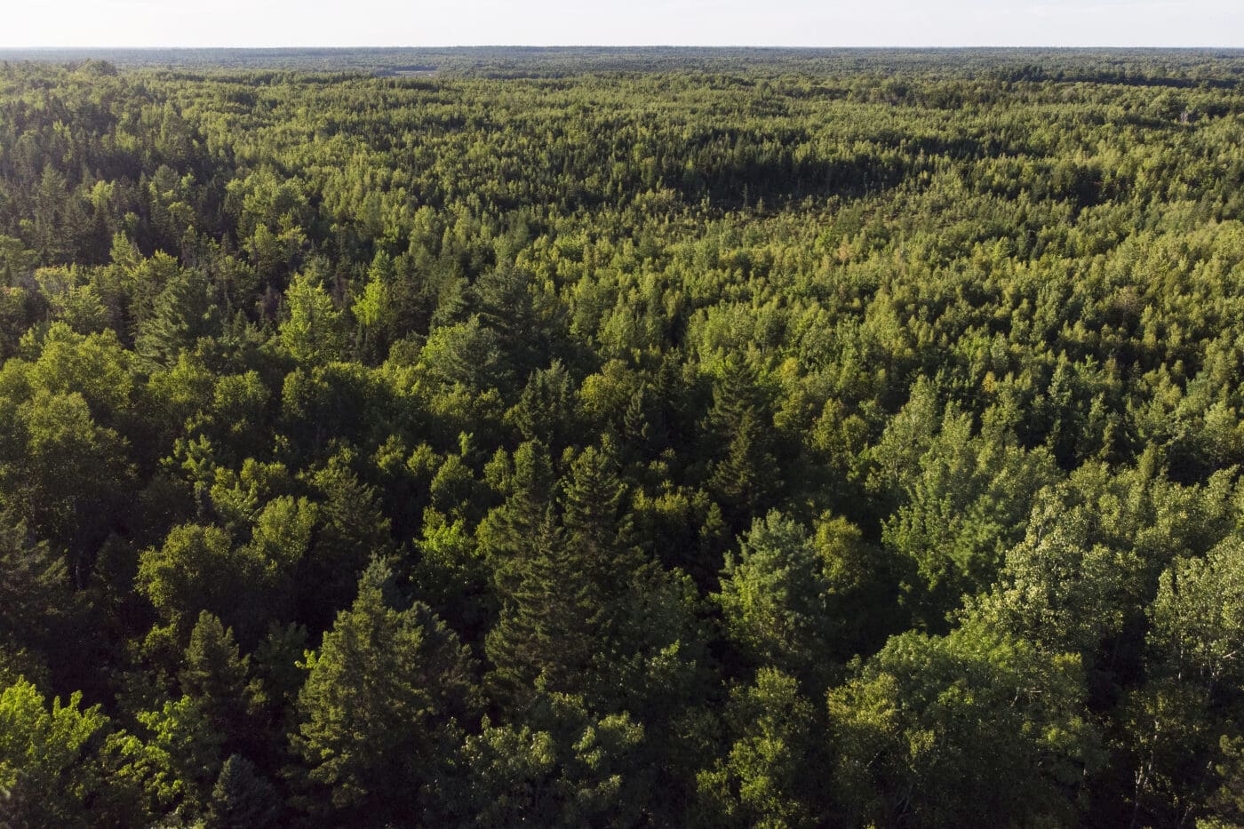 aerial view of Acadian Forest