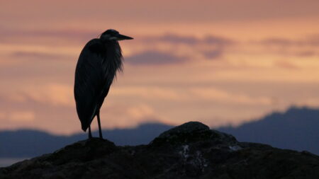 Great Blue Heron stands on a rock before a pink sky