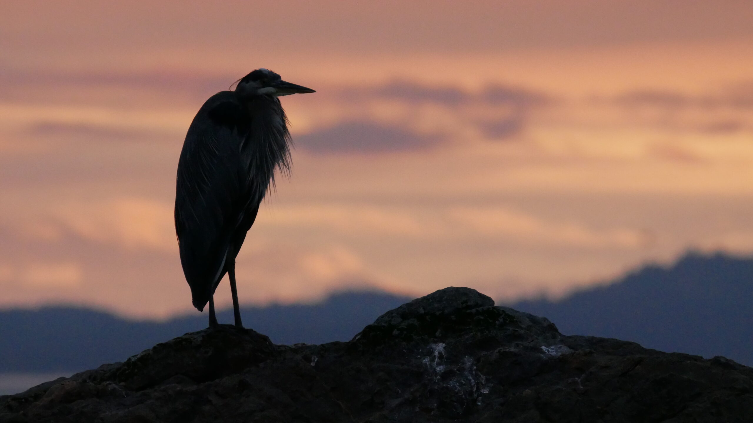 Great Blue Heron stands on a rock before a pink sky