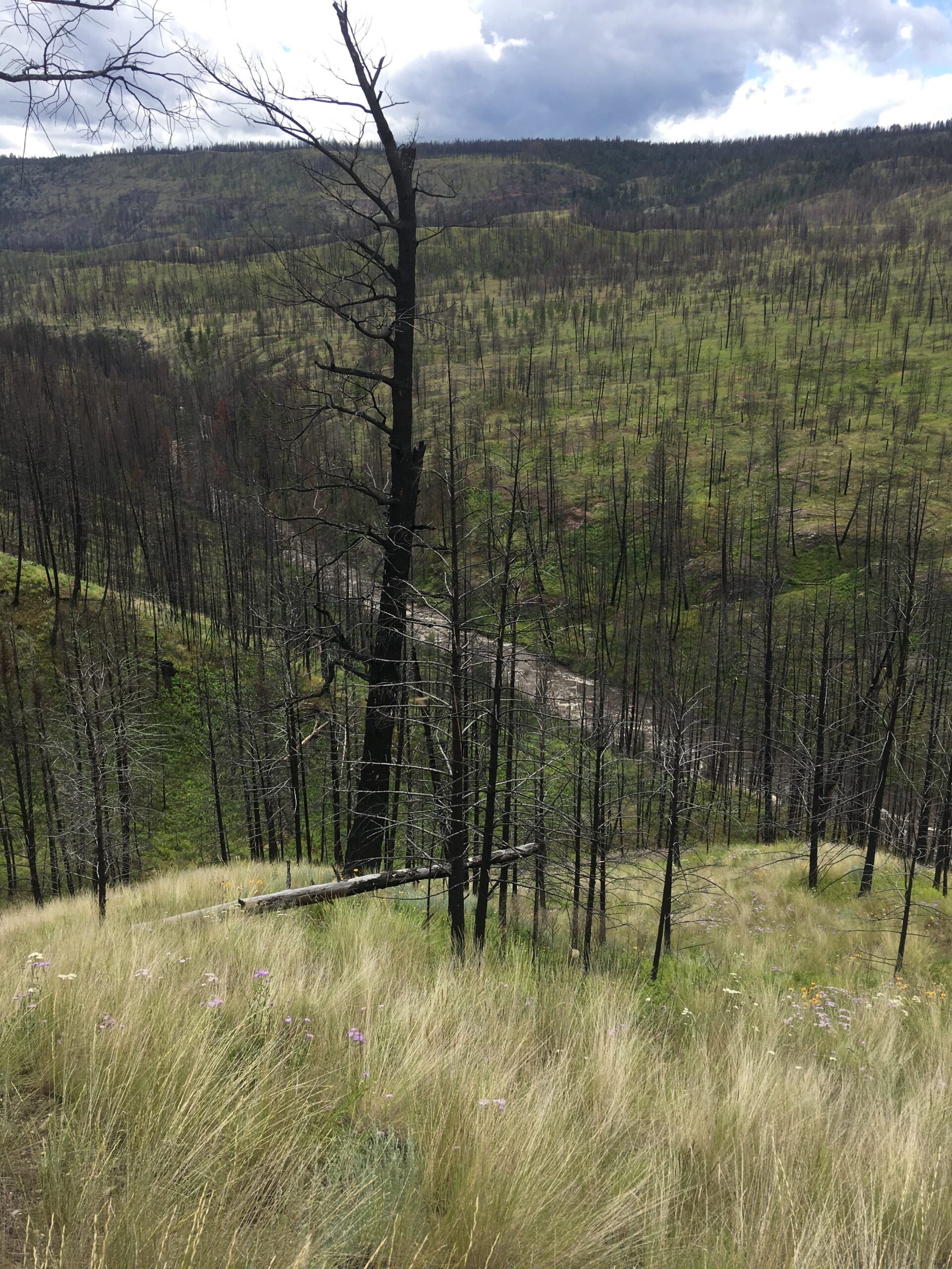 new grass in burned forest