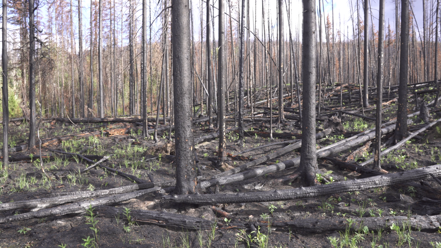 After wildfires, B.C. forests face long road to recovery | The Narwhal