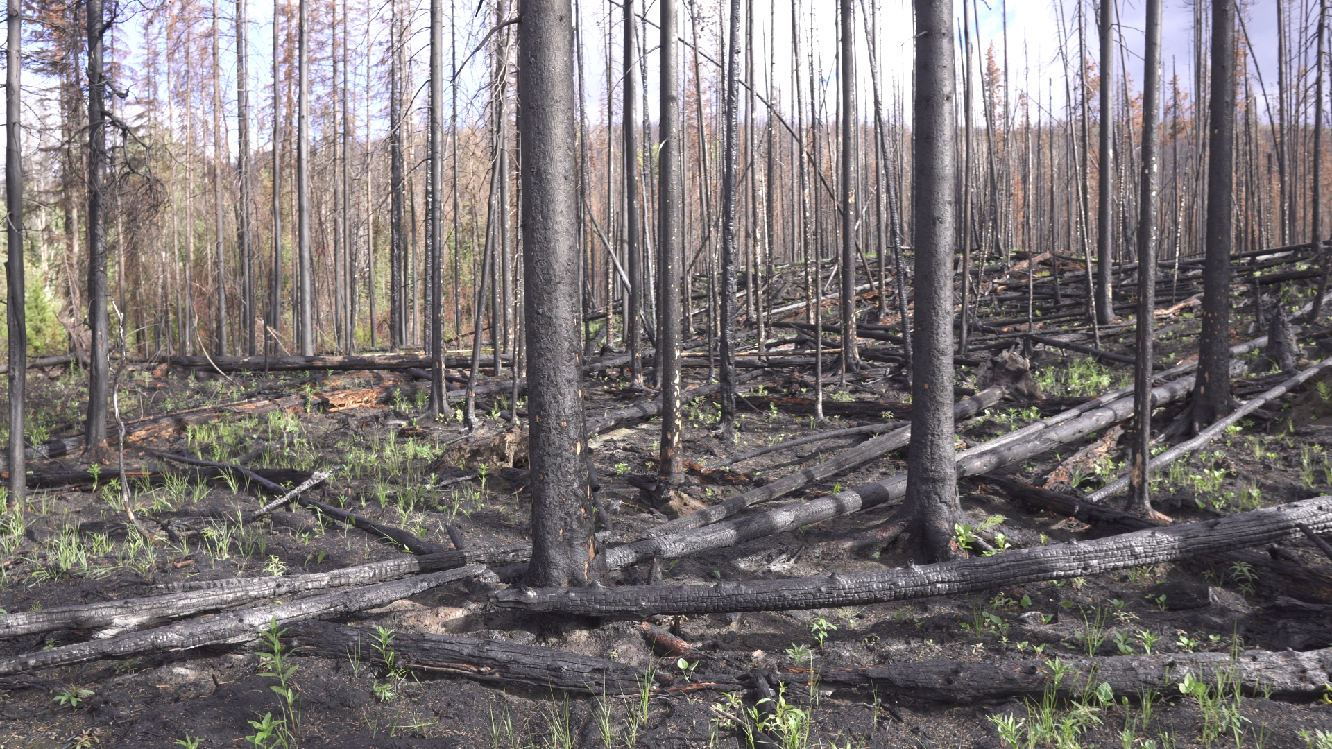 damaged trees in the Elephant Hill fire area