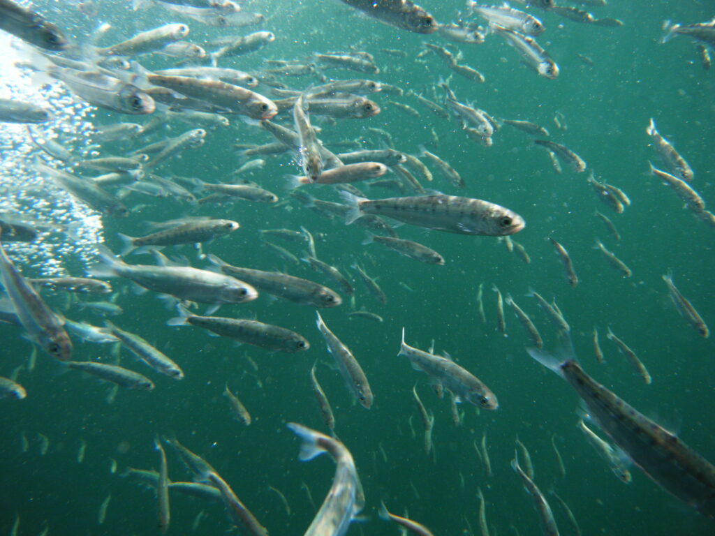 underwater view of school of smolts