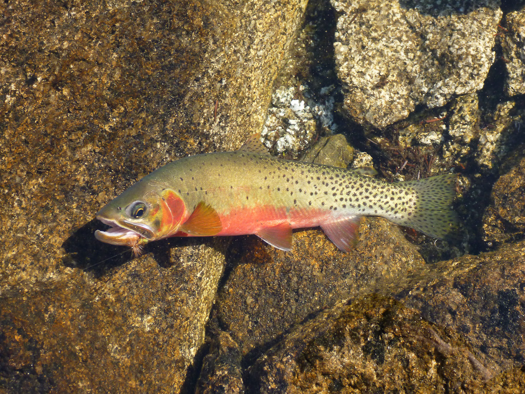 westslope cutthroat trout lying among rocks