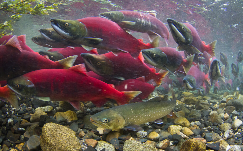 Sockeye salmon daily limit reduced in select Skeena River areas until  mid-September - Terrace Standard