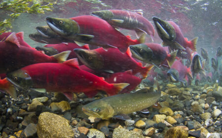 underwater view of some sockeye salmon