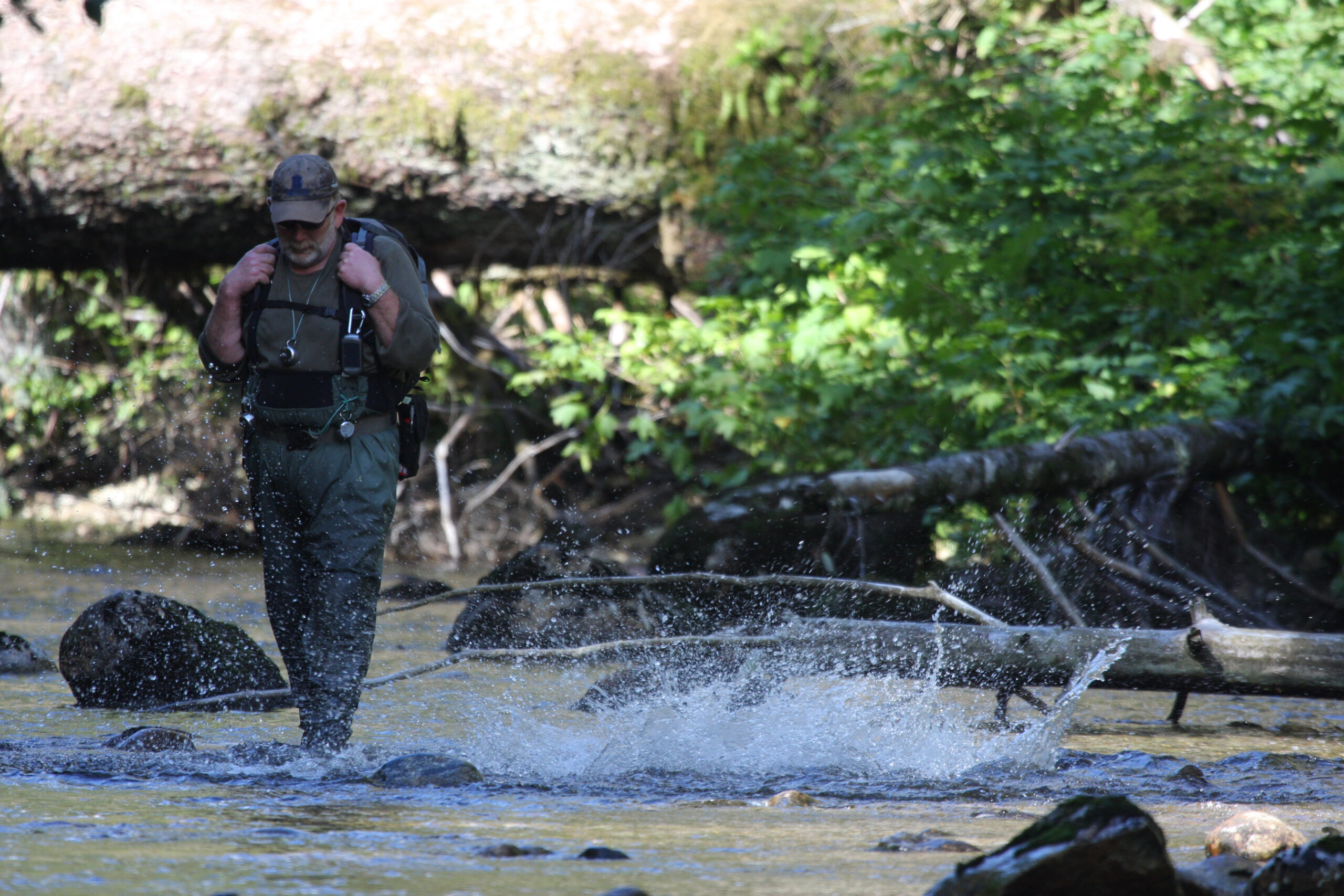 Doug Stewart walking in a creek counting salmon