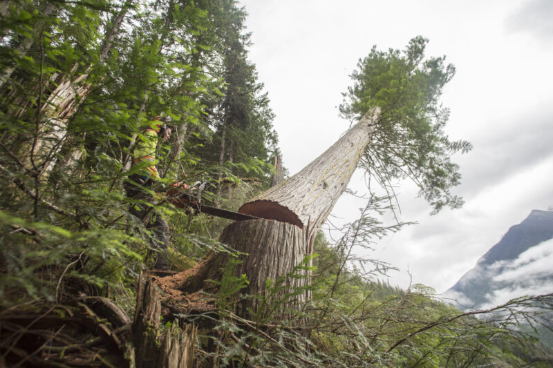 a logger cutting down an old-growth tree