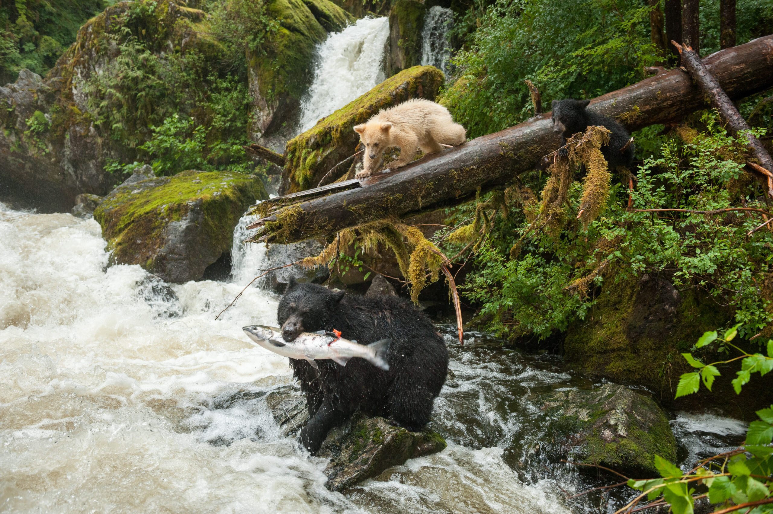 A black bear snags a salmon as her cub looks on. A white bear stands on a log looking into the river.