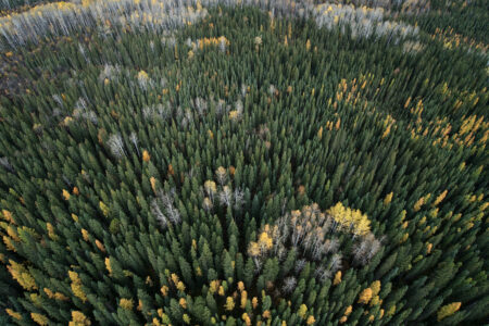 aerial view of forest new Fort Nelson, B.C.