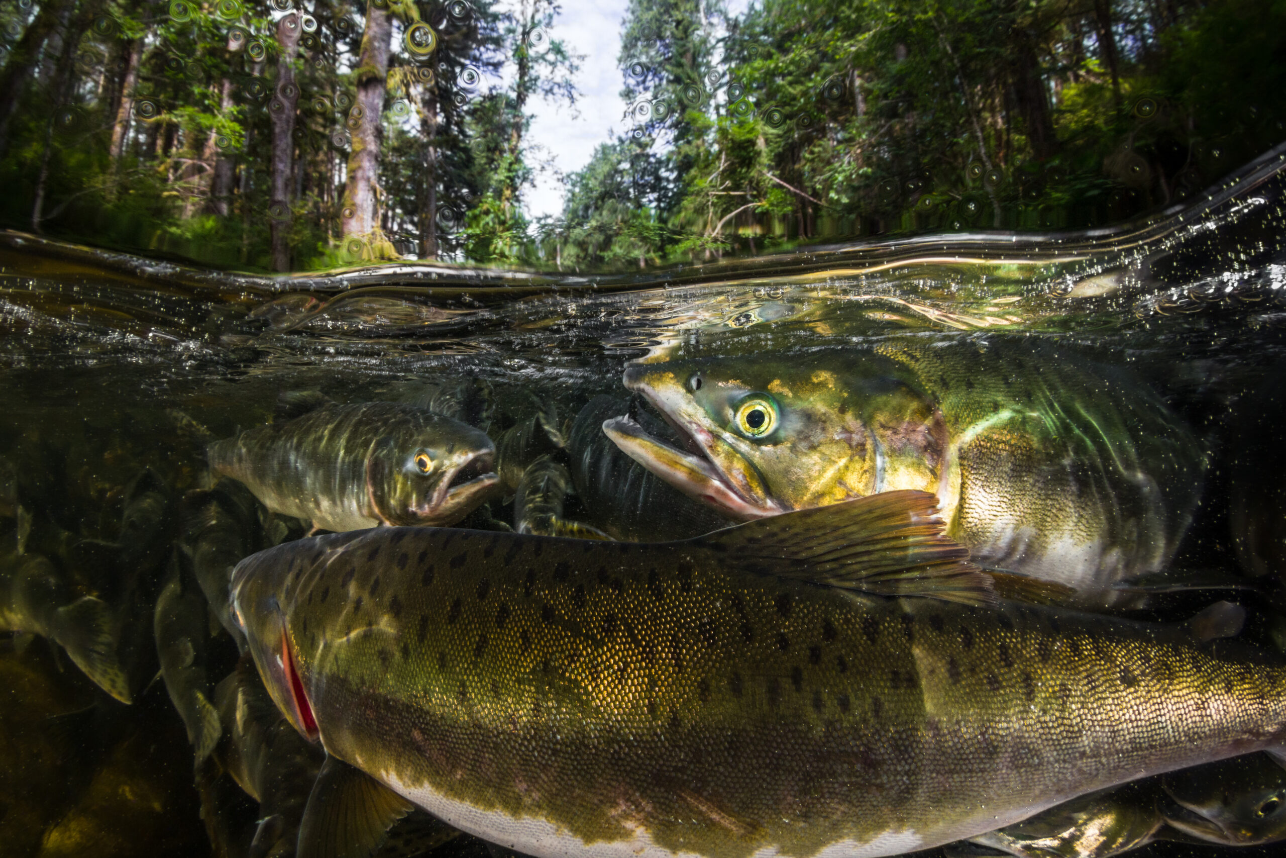 underwater view of some pink salmon