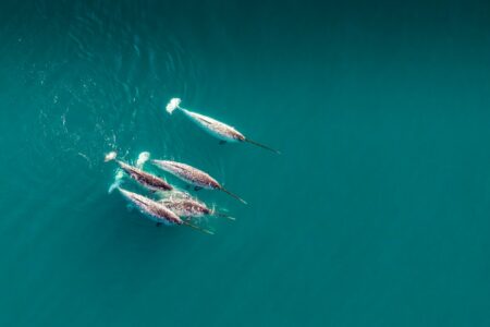 aerial view of narwhal blessing