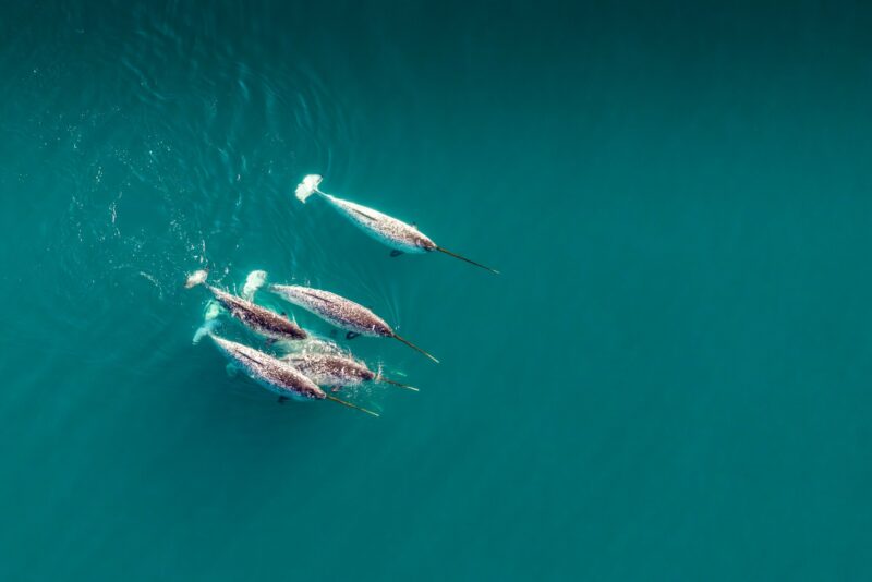 aerial view of narwhal blessing