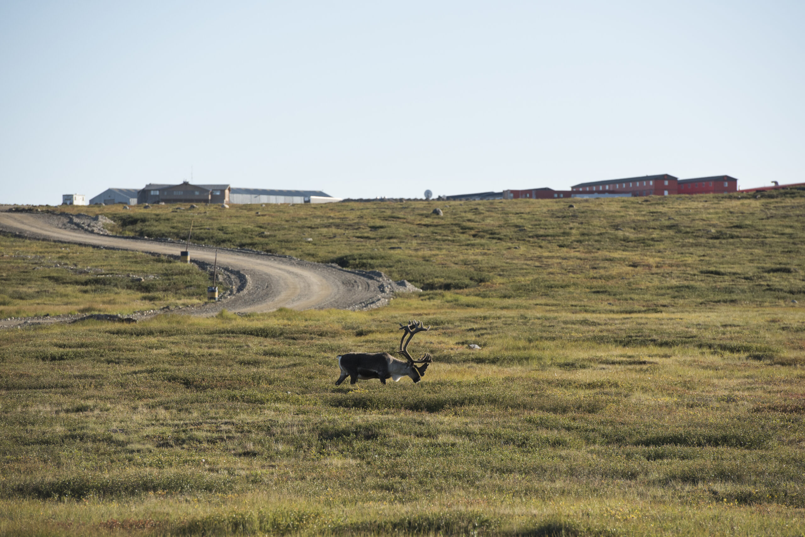 Northwest territories a lone barren-ground caribou walks across a grassy landscape, buildings in the background