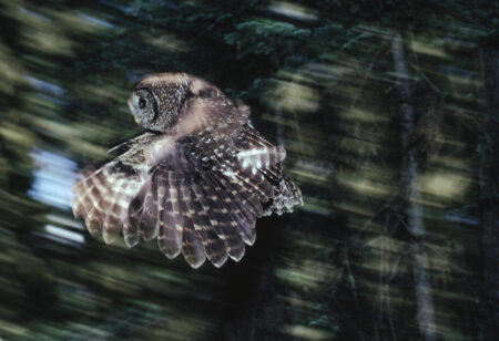 A Northern Spotted Owl, wings pointed downward, swoops through a forest in Washington State