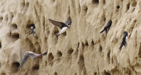Colony of swallows, Sand Martin breeding, riparia riparia