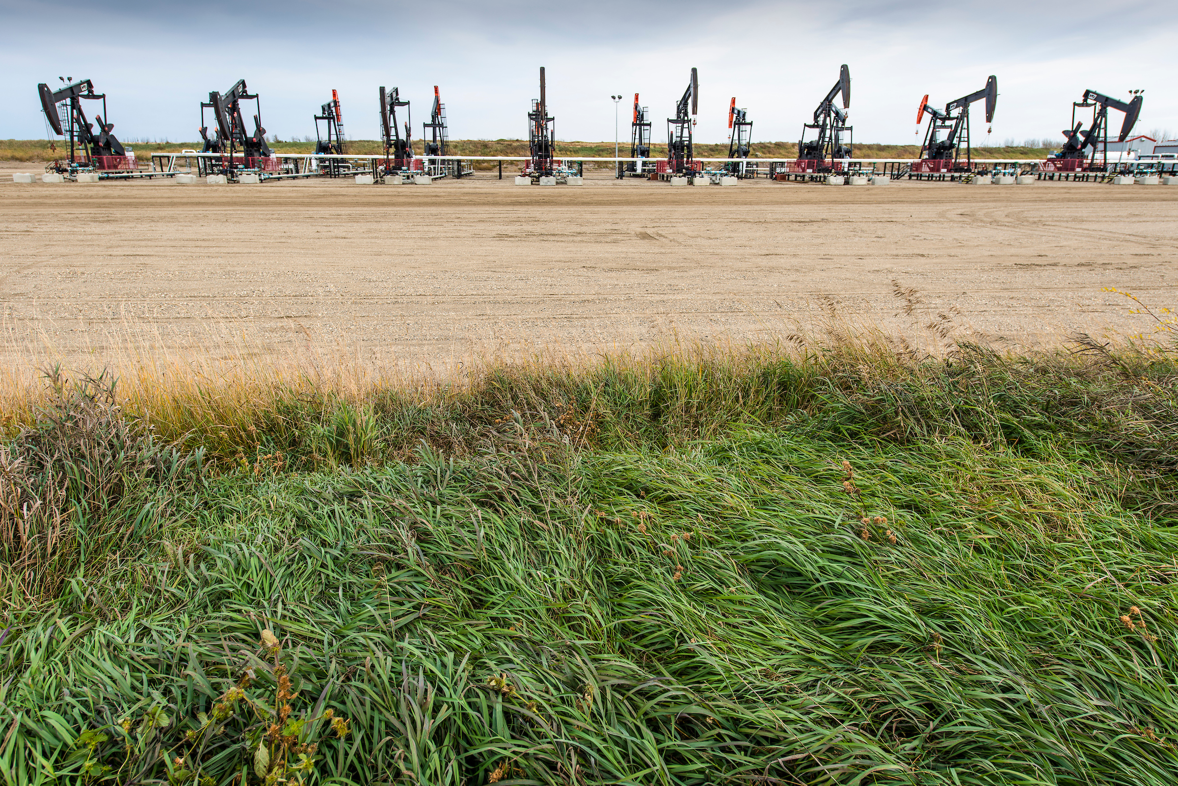 oil pumpjacks in a field