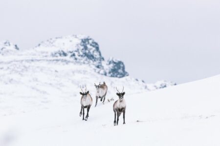 A photo of three northern mountain caribou in a snow alpine area, a rocky peak is visible in the background