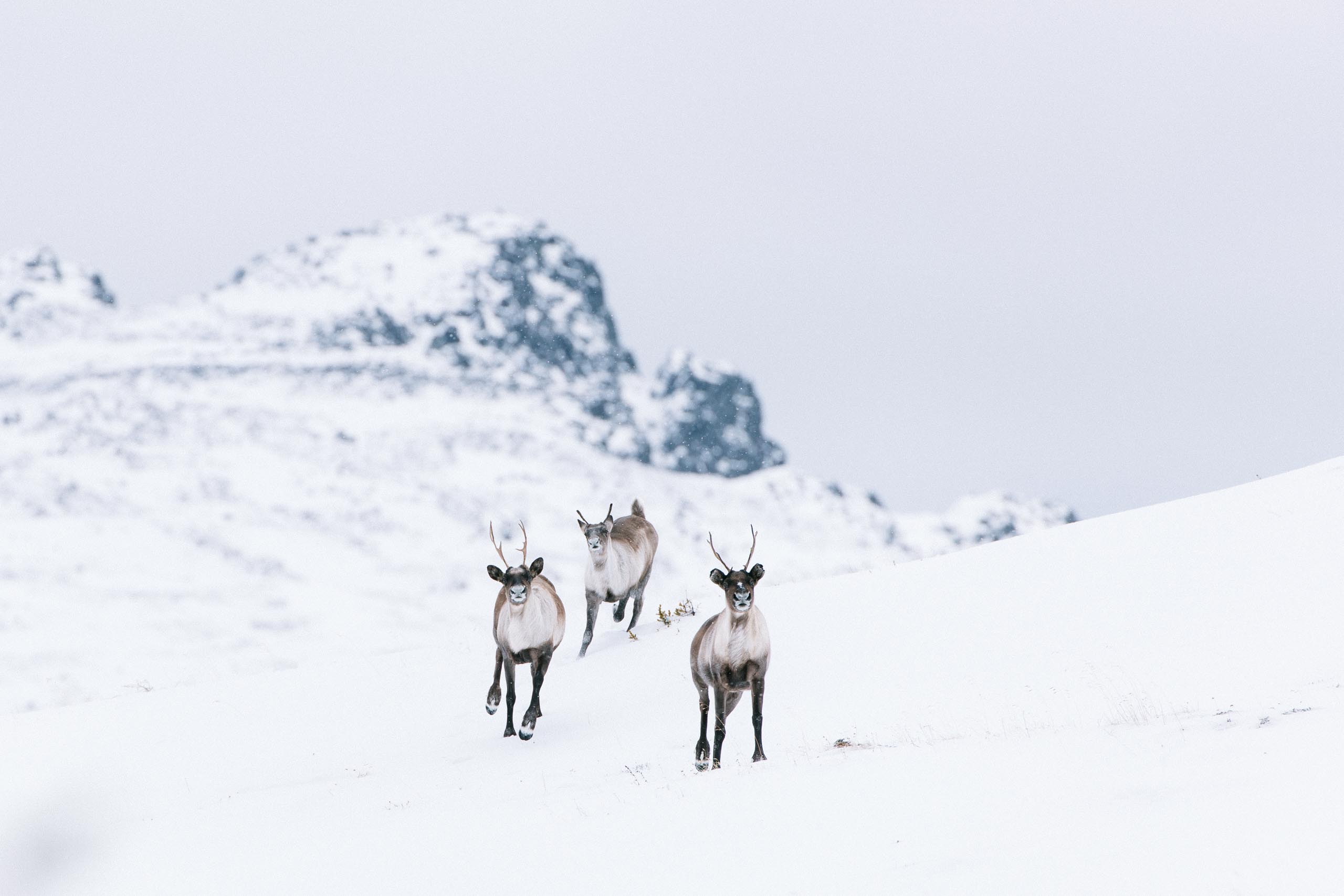 A photo of three northern mountain caribou in a snow alpine area, a rocky peak is visible in the background