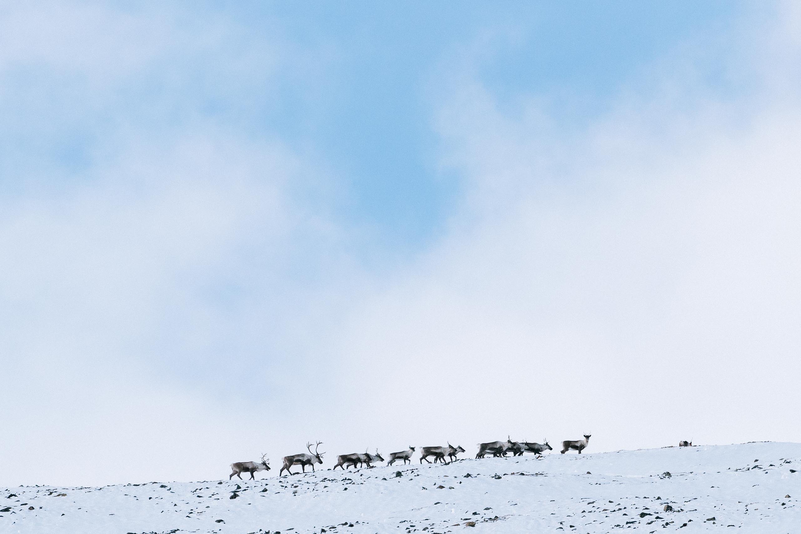 A group of northern mountain caribou are seen walking along a ridge line against a cloudy blue sky
