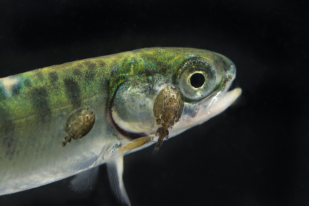 Clayoquot wild salmon smolt with lice-tavish campbell