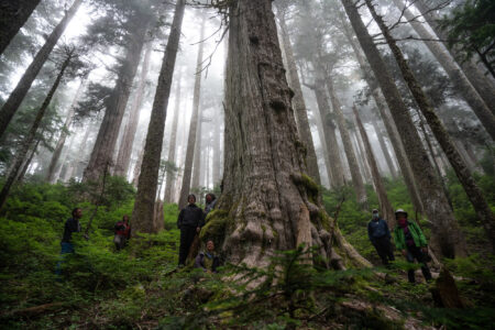 protestors standing in old-growth forest