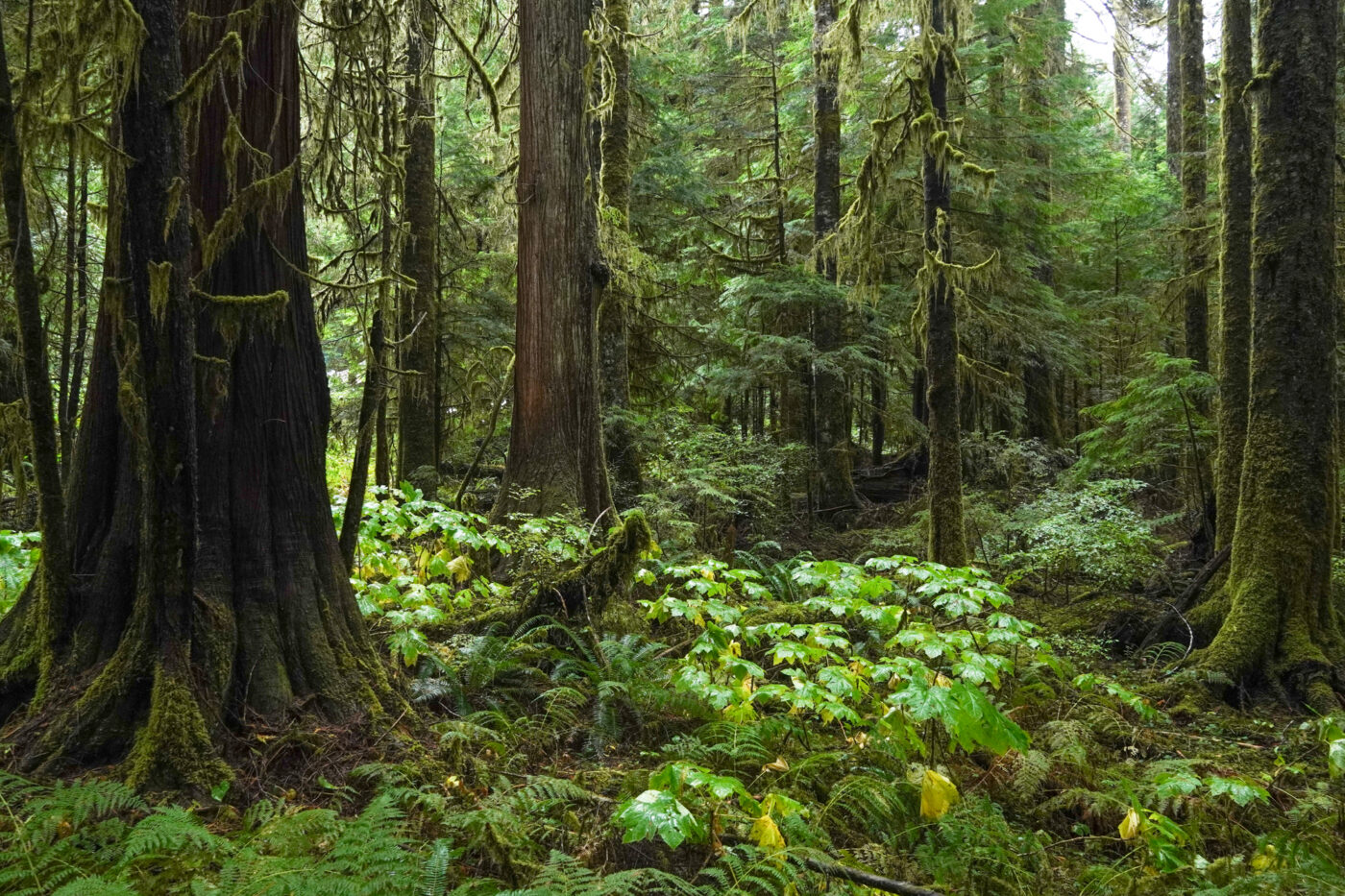 Inside the complicated fight for B.C.’s last ancient forests on ...