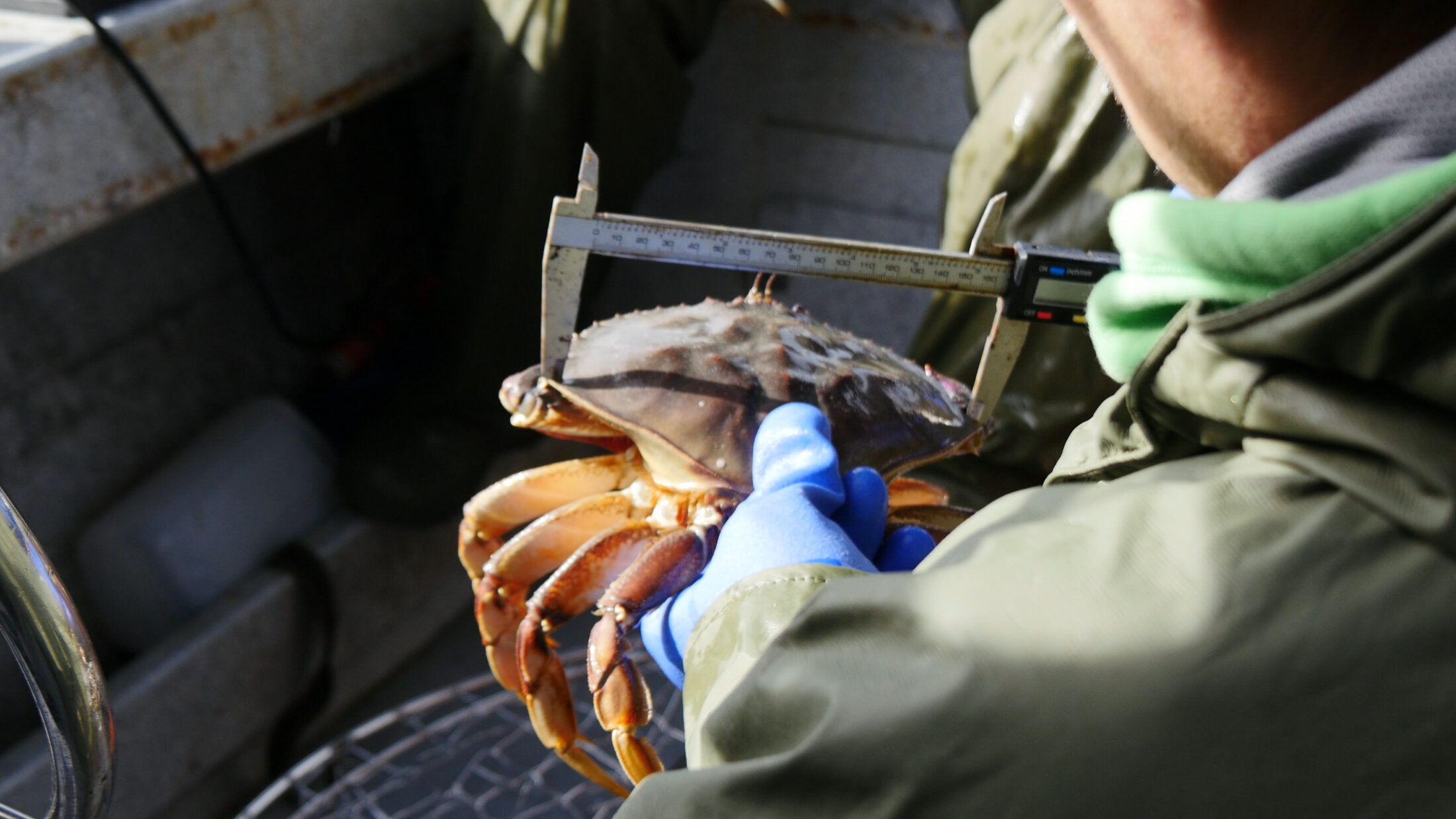 A Nuxalk guardian watchman measures a Dungeness crab