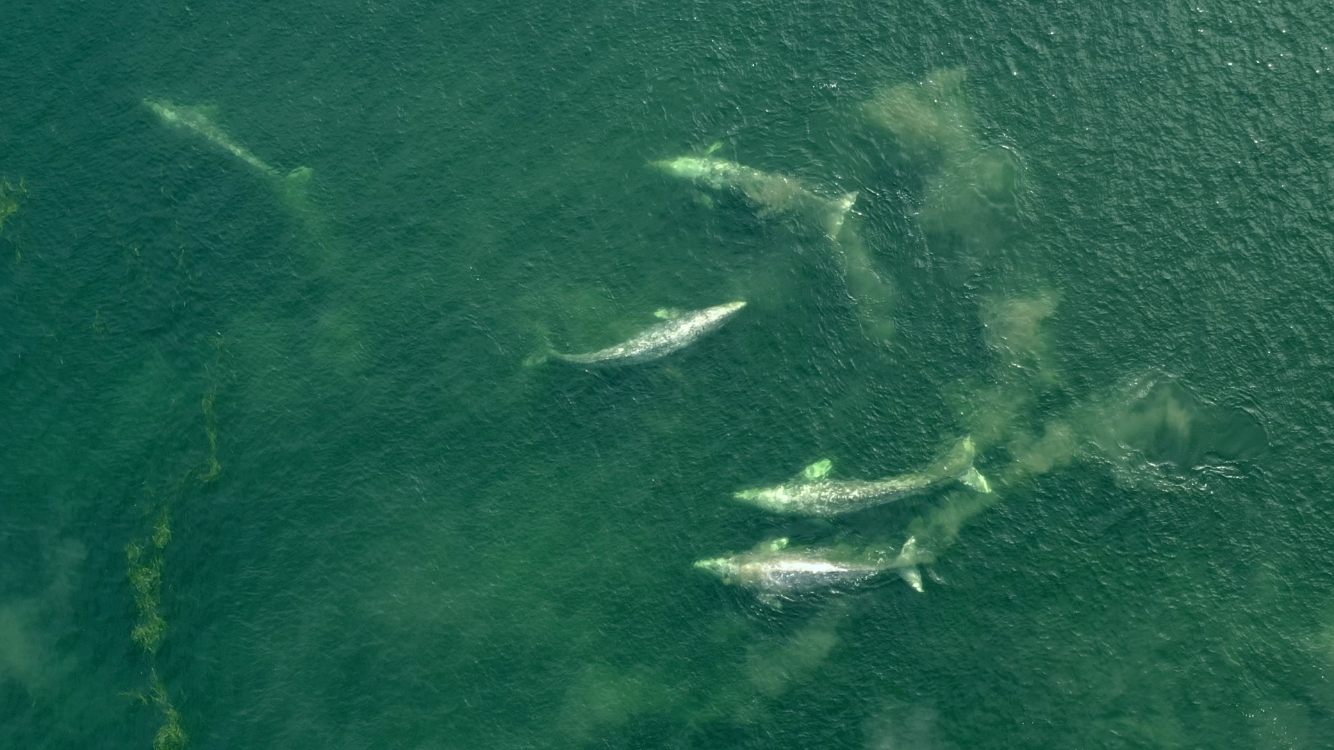 grey whales seen from a bird's-eye-view