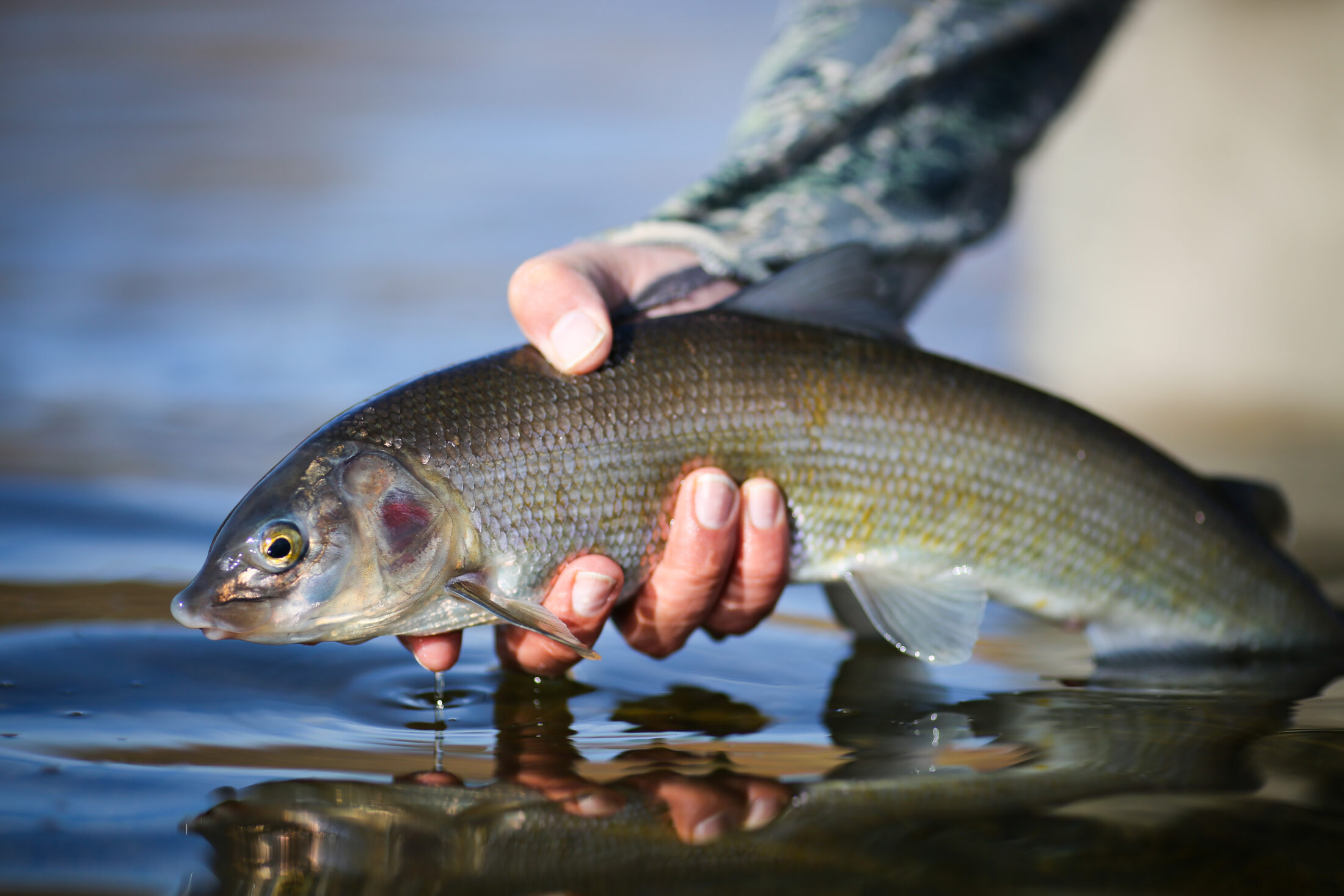 person holding whitefish above water