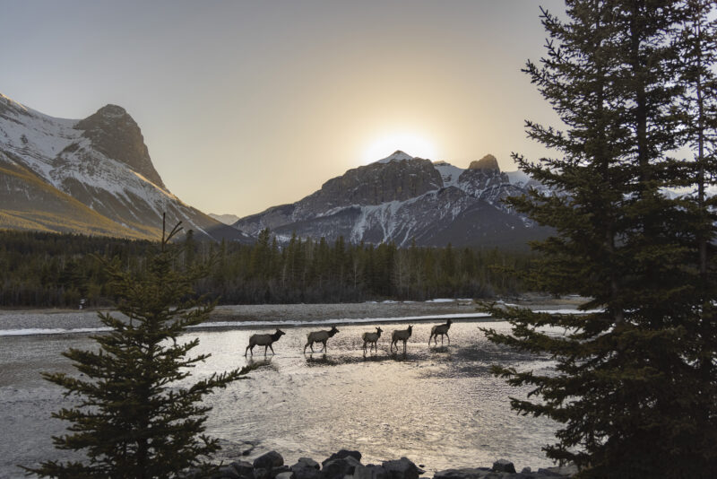 Elk cross Bow River in Canmore, Alberta. Photo by Leah Hennel / The Narwhal