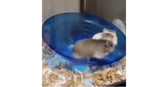 two hamsters running on a wheel