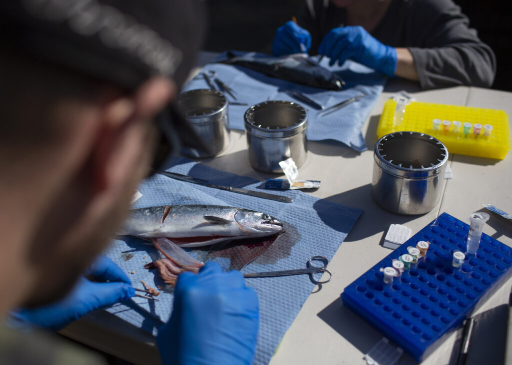 researcher examining a fish surrounded by equipment
